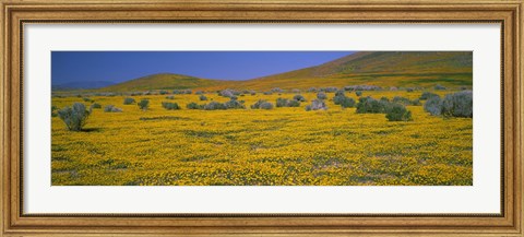 Framed Yellow Wildflowers on a landscape, California Print