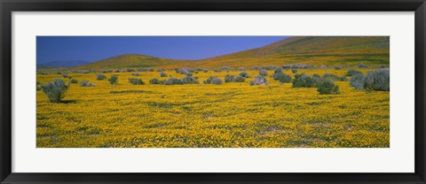 Framed Yellow Wildflowers on a landscape, California Print