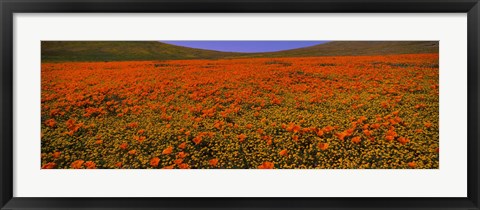 Framed Orange Wildflowers on a landscape, California Print