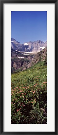 Framed Alpine wildflowers on a landscape, US Glacier National Park, Montana, USA Print