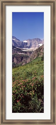 Framed Alpine wildflowers on a landscape, US Glacier National Park, Montana, USA Print