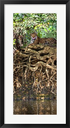 Framed Jaguar resting at the riverside, Three Brothers River, Meeting of the Waters State Park, Pantanal Wetlands, Brazil Print