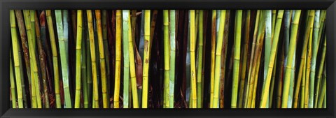 Framed Bamboo trees in a botanical garden, Kanapaha Botanical Gardens, Gainesville, Alachua County, Florida Print