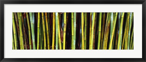 Framed Bamboo trees in a botanical garden, Kanapaha Botanical Gardens, Gainesville, Alachua County, Florida Print