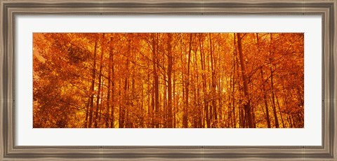 Framed Aspen trees at sunrise in autumn, Colorado (horizontal) Print