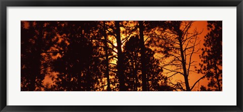 Framed Low angle view of trees at sunrise, Colorado, USA Print