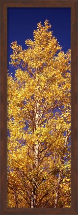 Framed Low angle view of aspen trees in autumn, Colorado Print