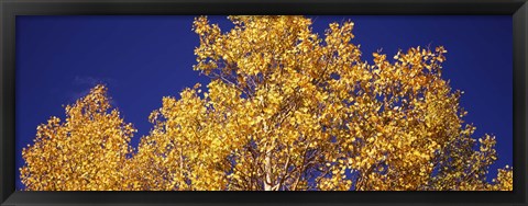 Framed Aspen trees against a Blue Sky, Colorado Print