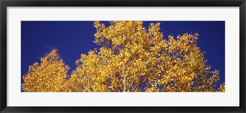 Framed Aspen trees against a Blue Sky, Colorado Print