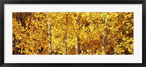 Framed Aspen trees with yellow foliage, Colorado, USA Print