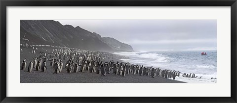 Framed Chinstrap penguins marching to the sea, Bailey Head, Deception Island, Antarctica Print