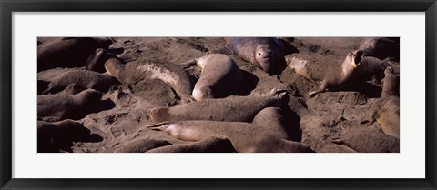 Framed Elephant seals on the beach, San Luis Obispo County, California Print