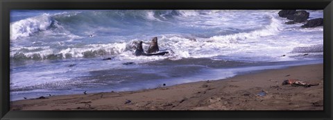 Framed Elephant seals in the sea, San Luis Obispo County, California, USA Print