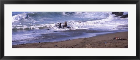 Framed Elephant seals in the sea, San Luis Obispo County, California, USA Print