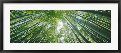 Framed Low angle view of bamboo trees, Hokokuji Temple, Kamakura, Kanagawa Prefecture, Kanto Region, Honshu, Japan Print