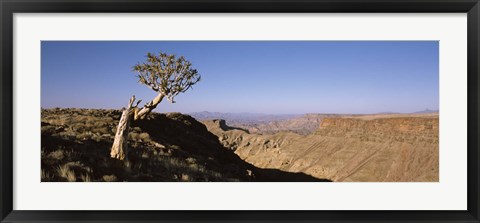 Framed Lone Quiver tree (Aloe dichotoma) in a desert, Ai-Ais Hot Springs, Fish River Canyon, Namibia Print