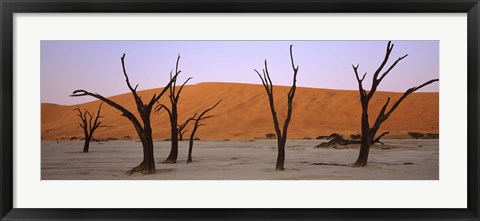 Framed Dead trees in a desert at sunrise, Dead Vlei, Sossusvlei, Namib-Naukluft National Park, Namibia Print