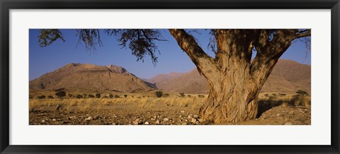 Framed Camelthorn tree (Acacia erioloba) with mountains in the background, Brandberg Mountains, Damaraland, Namib Desert, Namibia Print