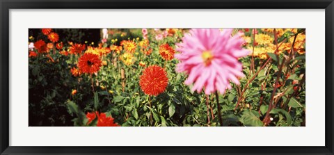 Framed Dahlia flowers in a park, Stuttgart, Baden-Wurttemberg, Germany Print