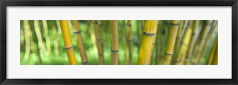 Framed Close-up of bamboo, California, USA Print