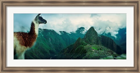 Framed Alpaca (Vicugna pacos) on a mountain with an archaeological site in the background, Inca Ruins, Machu Picchu, Cusco Region, Peru Print