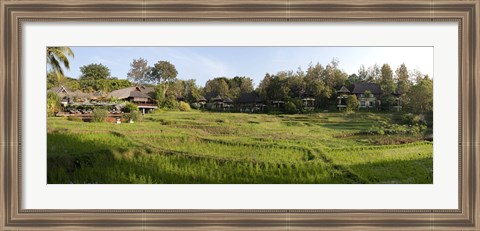 Framed Rice fieldst, Chiang Mai, Thailand Print