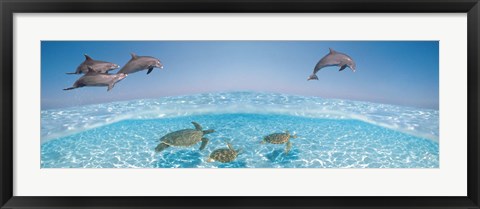 Framed Bottlenose Dolphin Jumping While Turtles Swimming Under Water Print