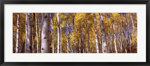 Framed Forest, Grand Teton National Park, Teton County, Wyoming, USA Print