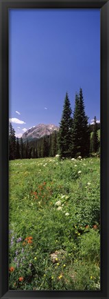 Framed Wildflowers in a forest, Crested Butte, Gunnison County, Colorado, USA Print