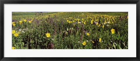 Framed Wildflowers in a field, Crested Butte, Colorado Print