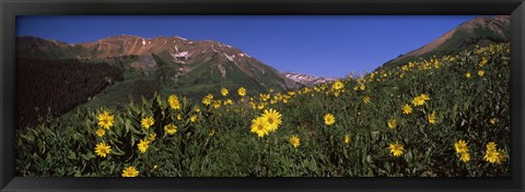 Framed Wildflowers in a forest, Kebler Pass, Crested Butte, Gunnison County, Colorado, USA Print