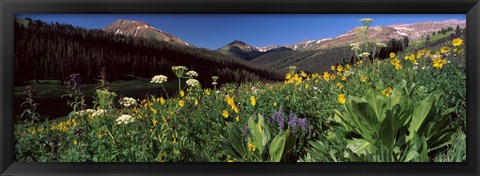 Framed Wildflowers in a forest, West Maroon Pass, Crested Butte, Gunnison County, Colorado, USA Print