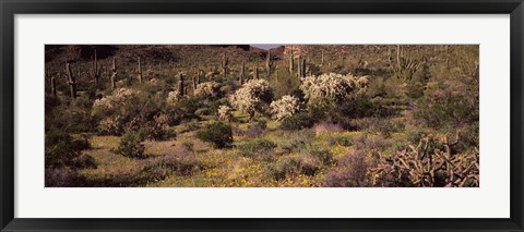 Framed Saguaro cacti (Carnegiea gigantea) on a landscape, Organ Pipe Cactus National Monument, Arizona, USA Print