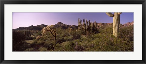 Framed Organ Pipe cactus, Arizona Print