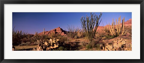 Framed Organ Pipe Cacti, Organ Pipe Cactus National Monument, Arizona, USA Print