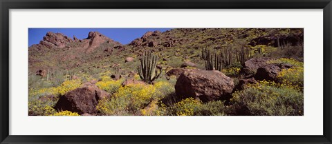 Framed Cacti with wildflowers on a landscape, Organ Pipe Cactus National Monument, Arizona, USA Print