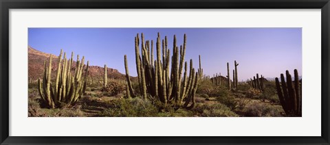 Framed Organ Pipe Cacti on a Landscape, Organ Pipe Cactus National Monument, Arizona, USA Print