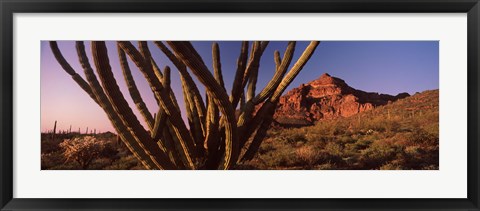 Framed Organ Pipe cactus on a landscape, Organ Pipe Cactus National Monument, Arizona Print