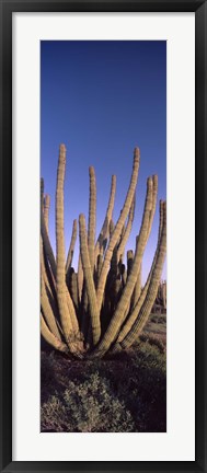 Framed Organ Pipe Cacti, Organ Pipe Cactus National Monument, Arizona (horizontal) Print