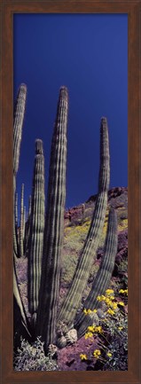 Framed Close up of Organ Pipe cactus, Arizona Print