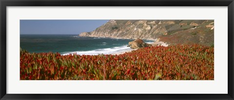 Framed Flowers on the coast, Big Sur, California, USA Print