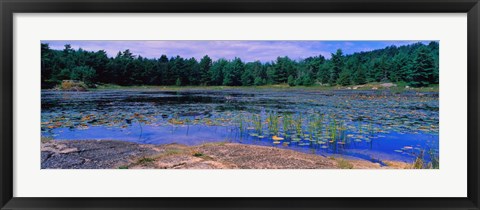 Framed Pond in a national park, Bubble Pond, Acadia National Park, Mount Desert Island, Hancock County, Maine, USA Print