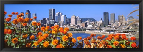 Framed Blooming flowers with city skyline in the background, Montreal, Quebec, Canada 2010 Print