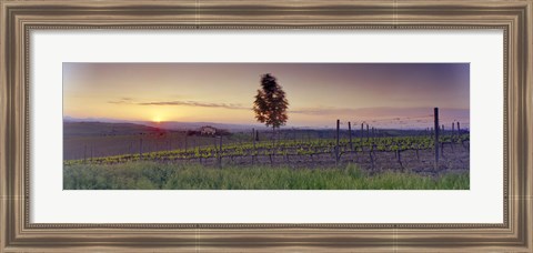 Framed Tree in a vineyard, Val D&#39;Orcia, Siena Province, Tuscany, Italy Print