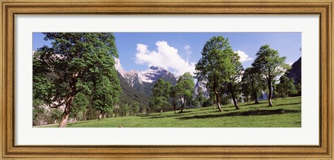 Framed Maple trees with mountain range in the background, Karwendel Mountains, Risstal Valley, Hinterriss, Tyrol, Austria Print