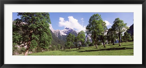 Framed Maple trees with mountain range in the background, Karwendel Mountains, Risstal Valley, Hinterriss, Tyrol, Austria Print