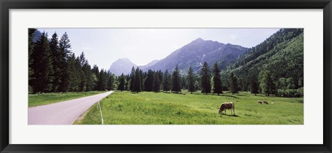 Framed Cows grazing in a field, Karwendel Mountains, Risstal Valley, Hinterriss, Tyrol, Austria Print