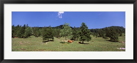 Framed Herd of cows grazing in a field, Karwendel Mountains, Risstal Valley, Hinterriss, Tyrol, Austria Print