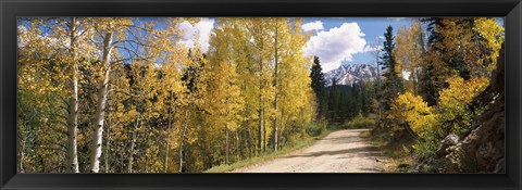 Framed Aspen trees on both sides of a road, Old Lime Creek Road, Cascade, El Paso County, Colorado, USA Print