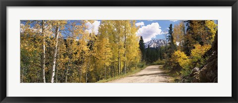 Framed Aspen trees on both sides of a road, Old Lime Creek Road, Cascade, El Paso County, Colorado, USA Print